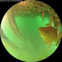 ./images/calvert/underwater/20260626/underwater20260626_171501M.jpg