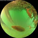 ./images/calvert/underwater/20260626/underwater20260626_172001M.jpg