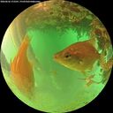 ./images/calvert/underwater/20260626/underwater20260626_172501M.jpg