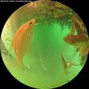 ./images/calvert/underwater/20260626/underwater20260626_173001M.jpg