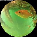 ./images/calvert/underwater/20260626/underwater20260626_175001M.jpg