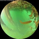 ./images/calvert/underwater/20260626/underwater20260626_181001M.jpg