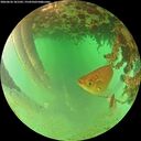 ./images/calvert/underwater/20260626/underwater20260626_181502M.jpg