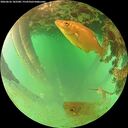 ./images/calvert/underwater/20260626/underwater20260626_182501M.jpg