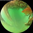./images/calvert/underwater/20260626/underwater20260626_183501M.jpg