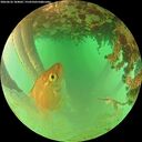./images/calvert/underwater/20260626/underwater20260626_184001M.jpg