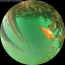 ./images/calvert/underwater/20260626/underwater20260626_204001M.jpg