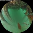 ./images/calvert/underwater/20260626/underwater20260626_212002M.jpg