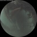 ./images/calvert/underwater/20260627/underwater20260627_050501M.jpg