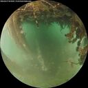 ./images/calvert/underwater/20260627/underwater20260627_055002M.jpg