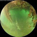 ./images/calvert/underwater/20260627/underwater20260627_073501M.jpg