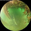 ./images/calvert/underwater/20260627/underwater20260627_074001M.jpg