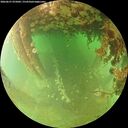 ./images/calvert/underwater/20260627/underwater20260627_075002M.jpg