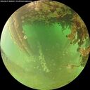 ./images/calvert/underwater/20260627/underwater20260627_080001M.jpg