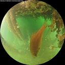 ./images/calvert/underwater/20260627/underwater20260627_080501M.jpg