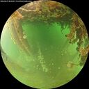 ./images/calvert/underwater/20260627/underwater20260627_081001M.jpg