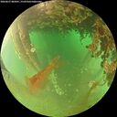 ./images/calvert/underwater/20260627/underwater20260627_082001M.jpg