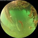 ./images/calvert/underwater/20260627/underwater20260627_082501M.jpg