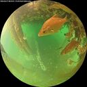 ./images/calvert/underwater/20260627/underwater20260627_083501M.jpg