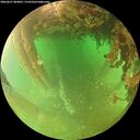 ./images/calvert/underwater/20260627/underwater20260627_084001M.jpg