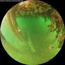 ./images/calvert/underwater/20260627/underwater20260627_085501M.jpg