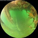 ./images/calvert/underwater/20260627/underwater20260627_092501M.jpg