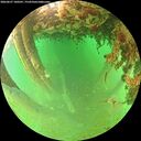 ./images/calvert/underwater/20260627/underwater20260627_100501M.jpg