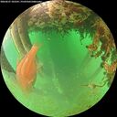 ./images/calvert/underwater/20260627/underwater20260627_102501M.jpg