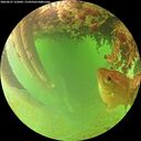./images/calvert/underwater/20260627/underwater20260627_122001M.jpg
