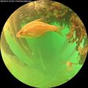 ./images/calvert/underwater/20260627/underwater20260627_131501M.jpg
