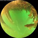 ./images/calvert/underwater/20260627/underwater20260627_144501M.jpg