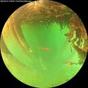 ./images/calvert/underwater/20260627/underwater20260627_152002M.jpg
