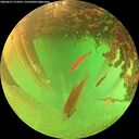 ./images/calvert/underwater/20260627/underwater20260627_154501M.jpg
