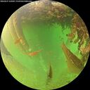 ./images/calvert/underwater/20260627/underwater20260627_162002M.jpg