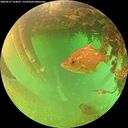 ./images/calvert/underwater/20260627/underwater20260627_164001M.jpg