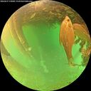./images/calvert/underwater/20260627/underwater20260627_170001M.jpg