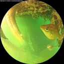 ./images/calvert/underwater/20260627/underwater20260627_193501M.jpg