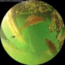 ./images/calvert/underwater/20260627/underwater20260627_195501M.jpg