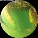 ./images/calvert/underwater/20260627/underwater20260627_200001M.jpg