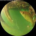 ./images/calvert/underwater/20260627/underwater20260627_202002M.jpg