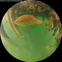 ./images/calvert/underwater/20260627/underwater20260627_211001M.jpg
