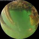 ./images/calvert/underwater/20260627/underwater20260627_211502M.jpg