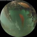./images/calvert/underwater/20260628/underwater20260628_053502M.jpg