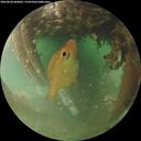 ./images/calvert/underwater/20260628/underwater20260628_060001M.jpg