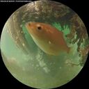 ./images/calvert/underwater/20260628/underwater20260628_060501M.jpg