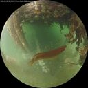 ./images/calvert/underwater/20260628/underwater20260628_061501M.jpg