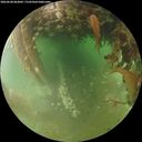 ./images/calvert/underwater/20260628/underwater20260628_063002M.jpg