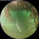 ./images/calvert/underwater/20260628/underwater20260628_065001M.jpg