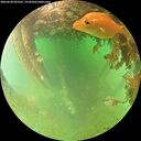 ./images/calvert/underwater/20260628/underwater20260628_092501M.jpg