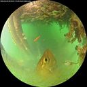 ./images/calvert/underwater/20260628/underwater20260628_093501M.jpg